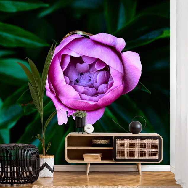Papel pintado rosas Purple Peonies Blossoms In Front Of Leaves