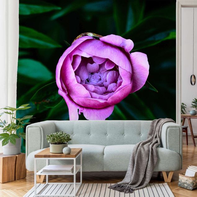 Papel pared flores Purple Peonies Blossoms In Front Of Leaves