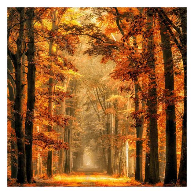 Papel pintado Enchanted Forest In Autumn
