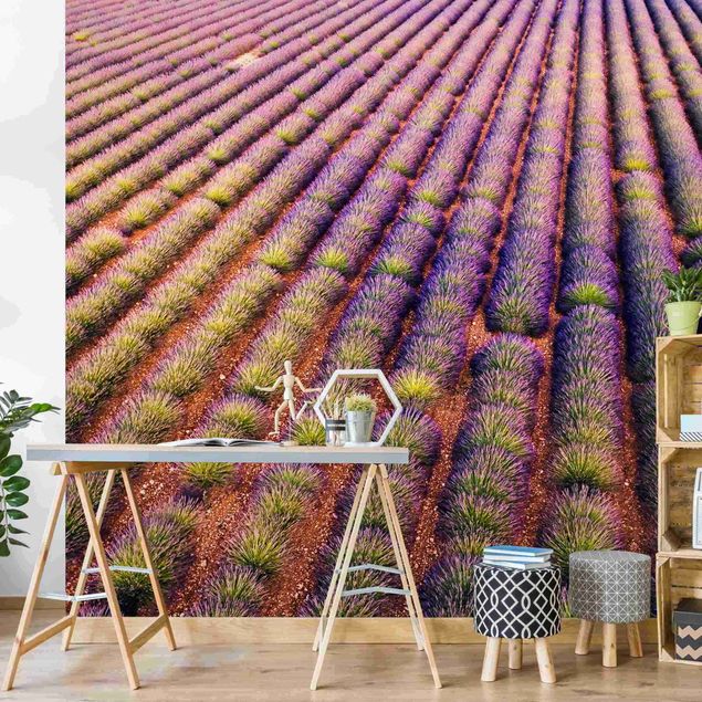 Cuadros de Matteo Colombo Picturesque Lavender Field
