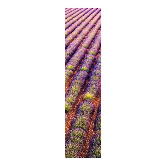Cuadros de Matteo Colombo Picturesque Lavender Field