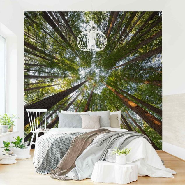 Papel 3d para pared Sequoia Tree Tops