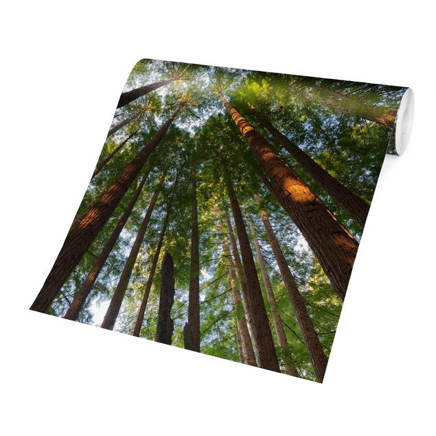 Papel pared verde Sequoia Tree Tops
