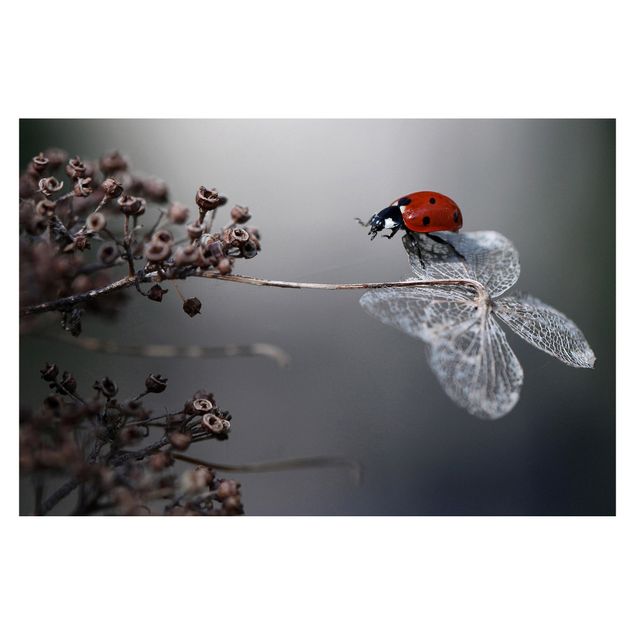 Papel de pared Ladybird On Hydrangea