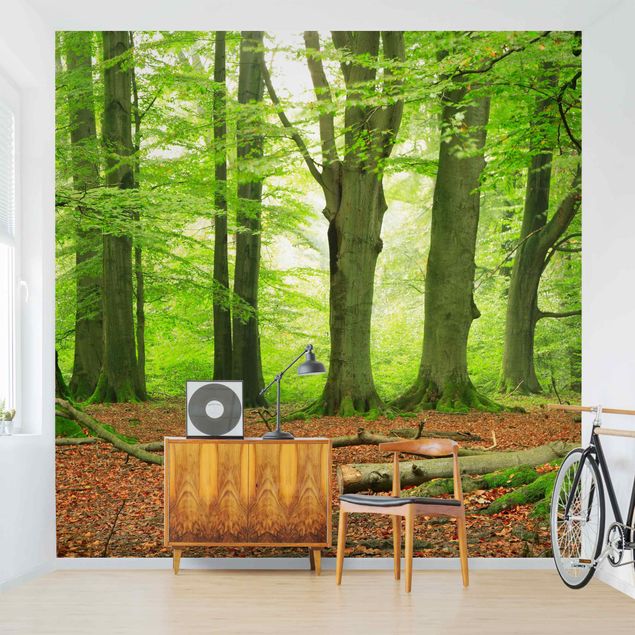 Papel pared 3d Mighty Beech Trees