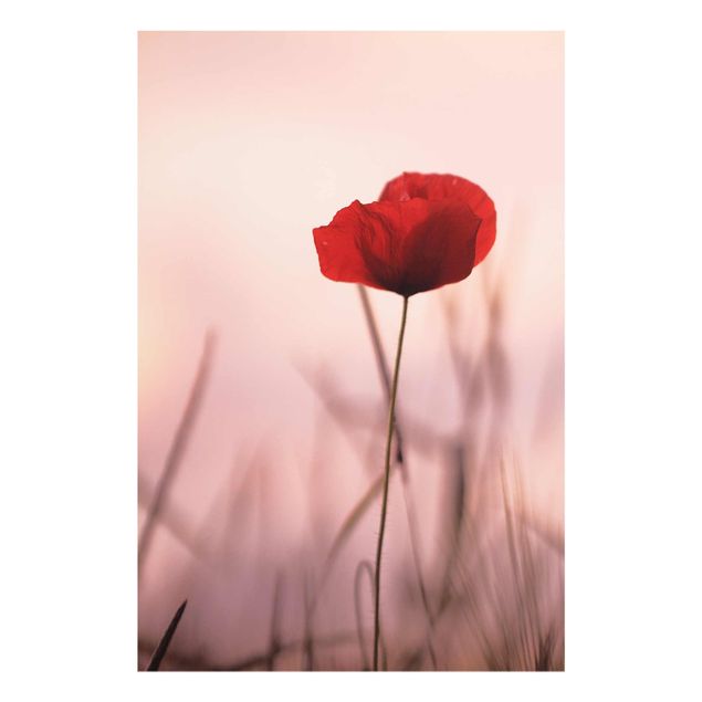 Cuadros de plantas Poppy Flower In Twilight