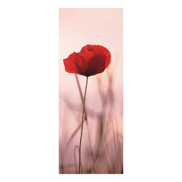 Cuadros de plantas Poppy Flower In Twilight