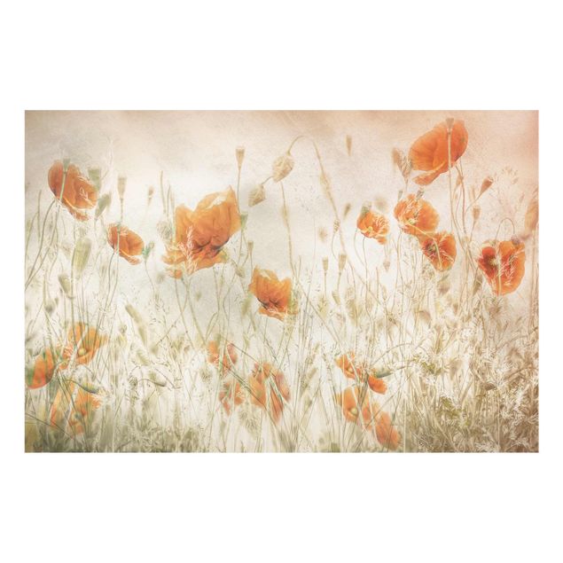Cuadros plantas Poppy Flowers And Grasses In A Field