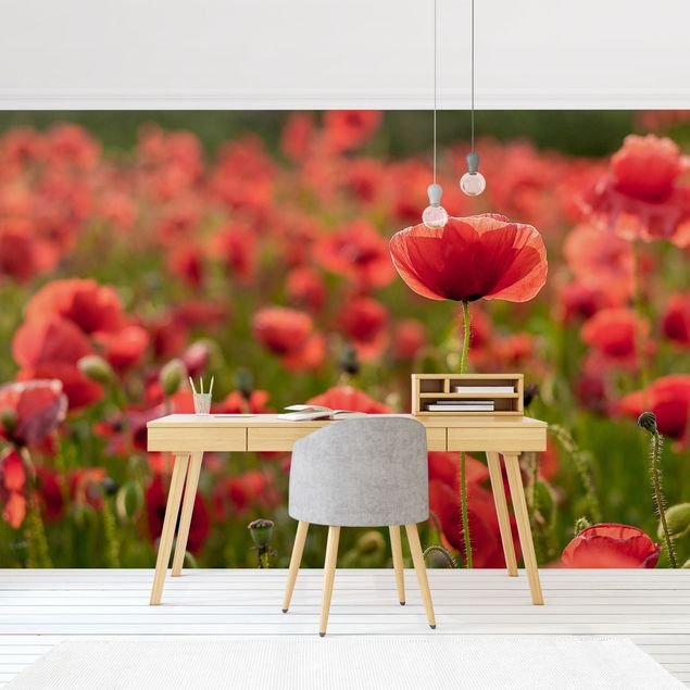 Papel pared flores Poppy Field In Sunlight