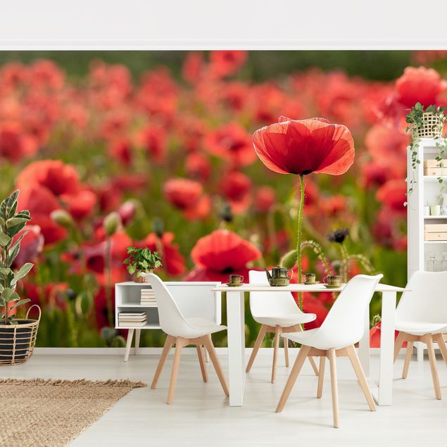 Papel pintado salón moderno Poppy Field In Sunlight
