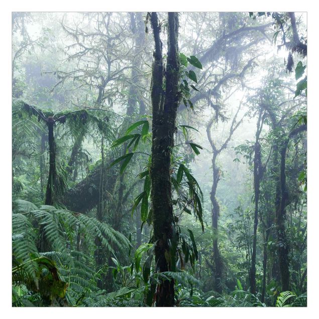 Cuadros de Matteo Colombo Monteverde Cloud Forest