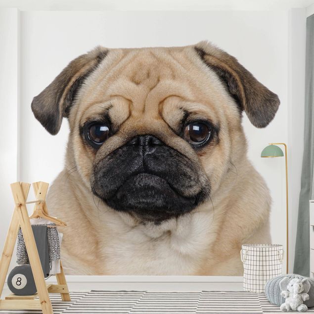 Papel pintado perros Pug Portrait