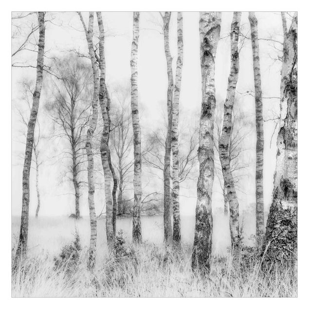 Fotomural - Mystic Birch Forest Black And White