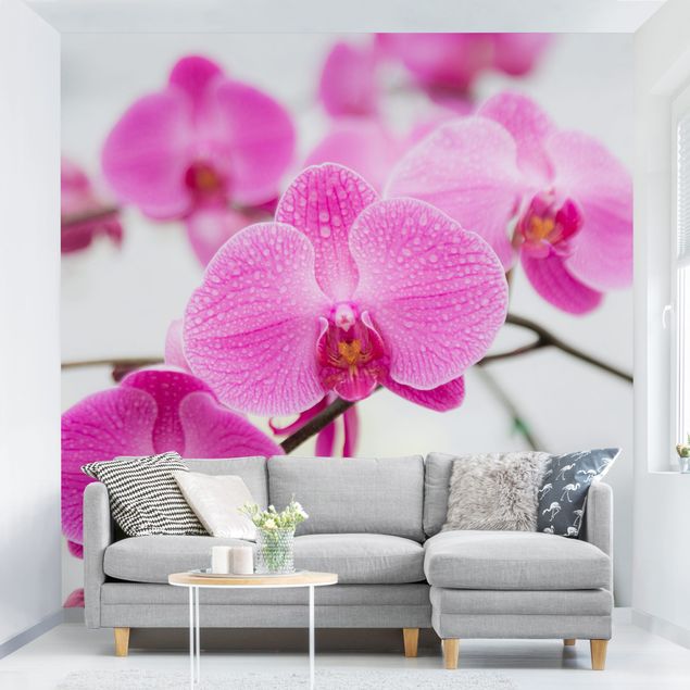 Papel pintado orquídeas Close-Up Orchid