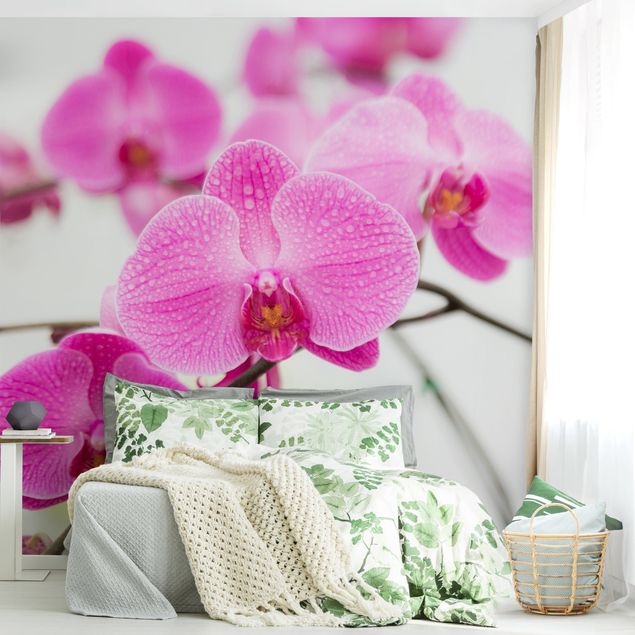 Decoración de cocinas Close-Up Orchid