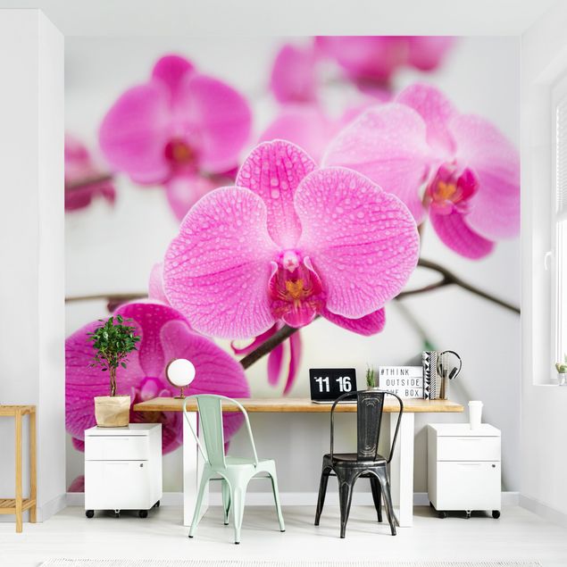 Papel pintado moderno Close-Up Orchid