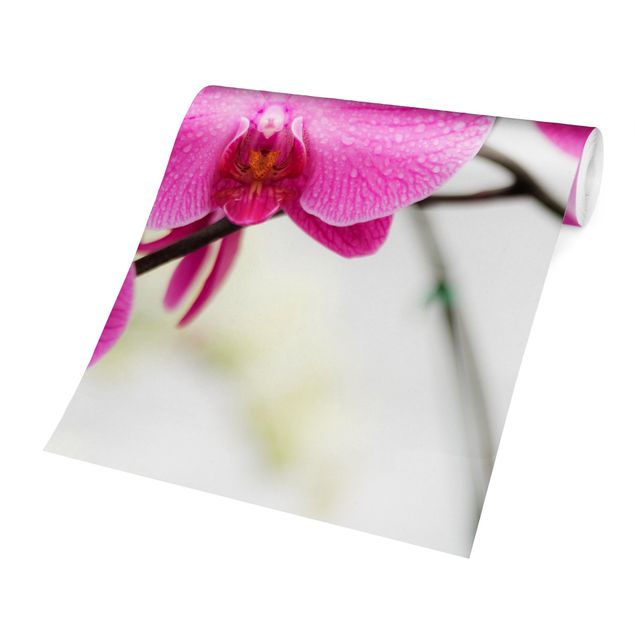 Papel pintado Close-Up Orchid