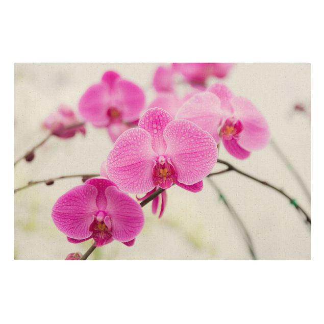 Cuadros plantas Close-Up Orchid