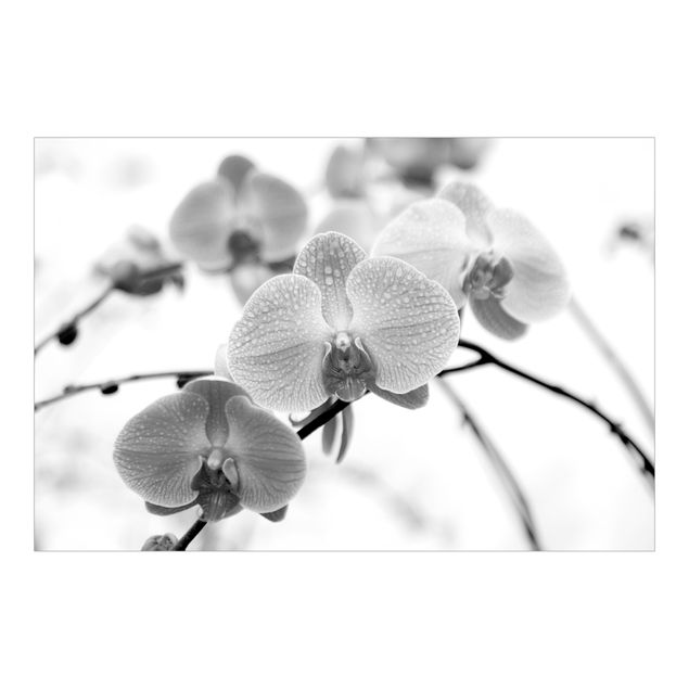 Papeles pintados Close-up Picture Orchid Black And White