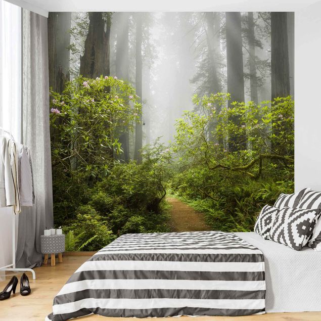 Papeles pintados modernos Misty Forest Path