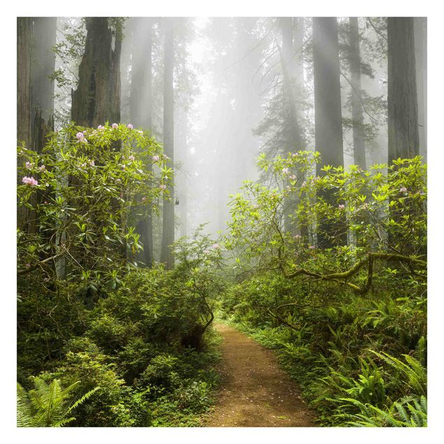 Cuadros Mirau Misty Forest Path