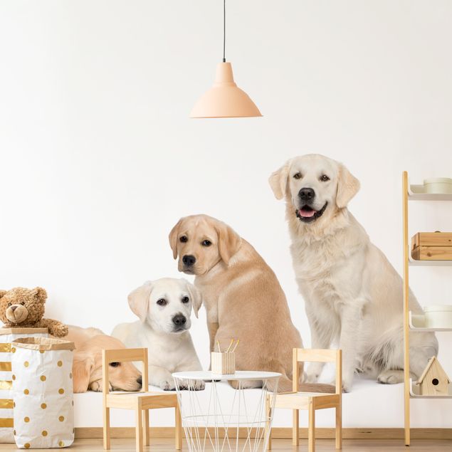 Papel pintado perros No.454 portait of labradors and golden retriever