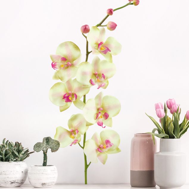 Vinilos de pared orquídeas No.190 Orchid White II