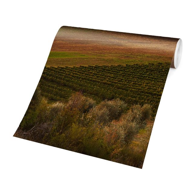 Papel de pared Olive Grove In Tuscany