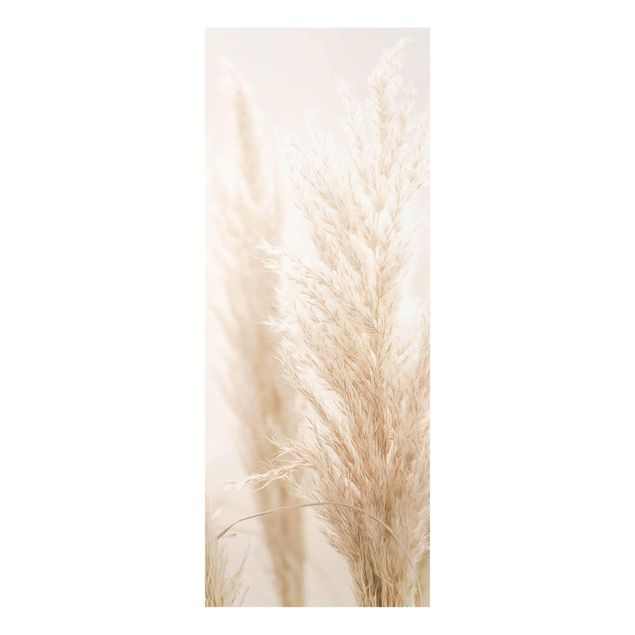 Cuadros de Monika Strigel Pampas Grass In Sun Light