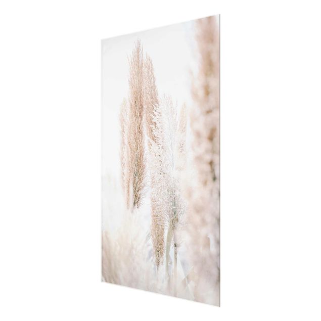 Cuadros Pampas Grass In White Light