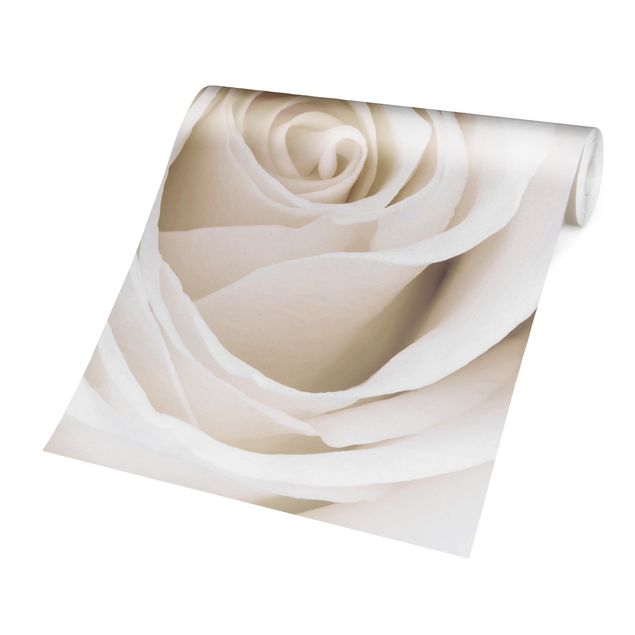 Papel pintado moderno Pretty White Rose