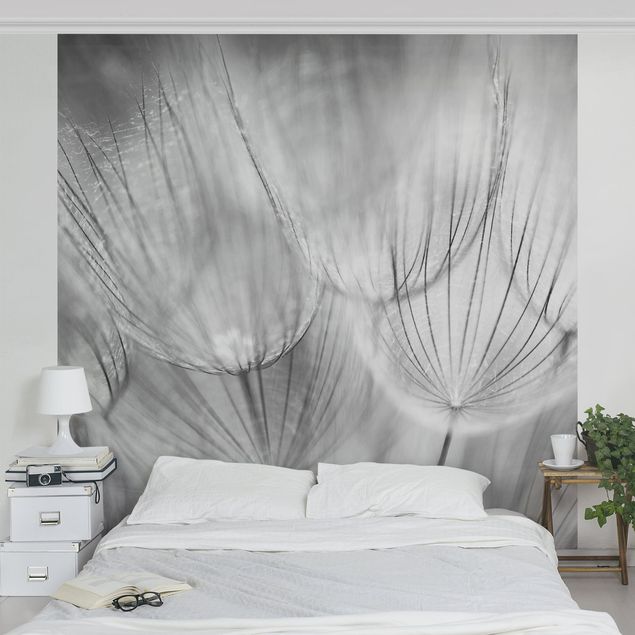 Papeles pintados modernos Dandelions Macro Shot In Black And White