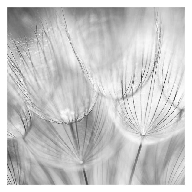 Papeles pintados Dandelions Macro Shot In Black And White