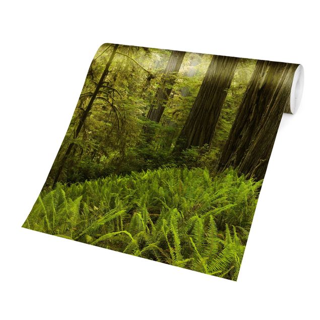 Papel pintado tonos verdes Redwood State Park Forest View