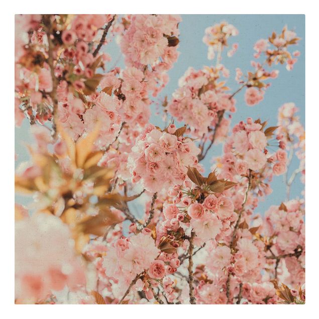 Cuadro naranja Pink Cherry Blossoms Galore