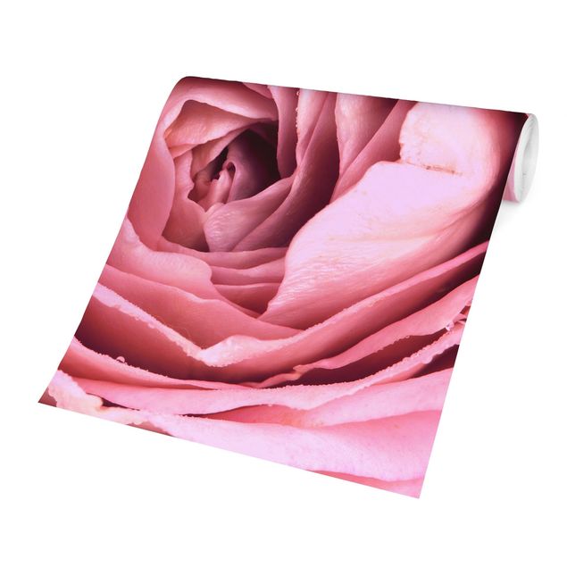 Papeles pintados modernos Pink Rose Blossom