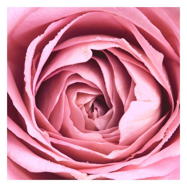 Papel pintado tonos rosas Pink Rose Blossom