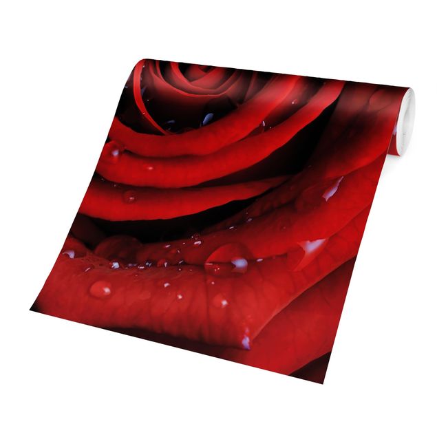 Papel pintado tonos rojos Red Rose With Water Drops