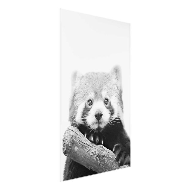 Cuadros de cristal animales Red Panda In Black And White