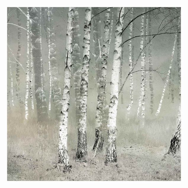 Papeles pintados Dormant Birch Forest