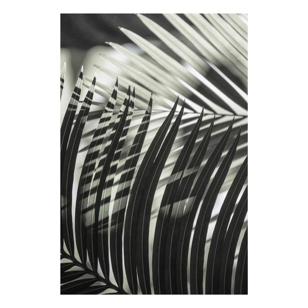 Cuadros de flores modernos Interplay Of Shaddow And Light On Palm Fronds