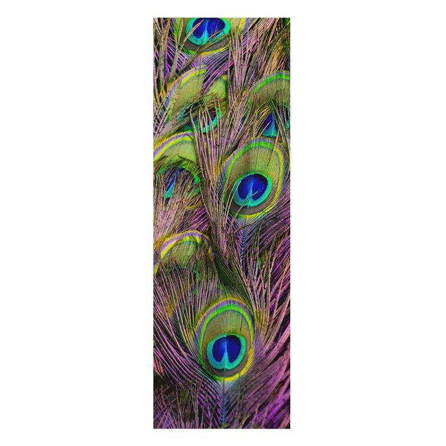 Cuadros decorativos Iridescent Paecock Feathers