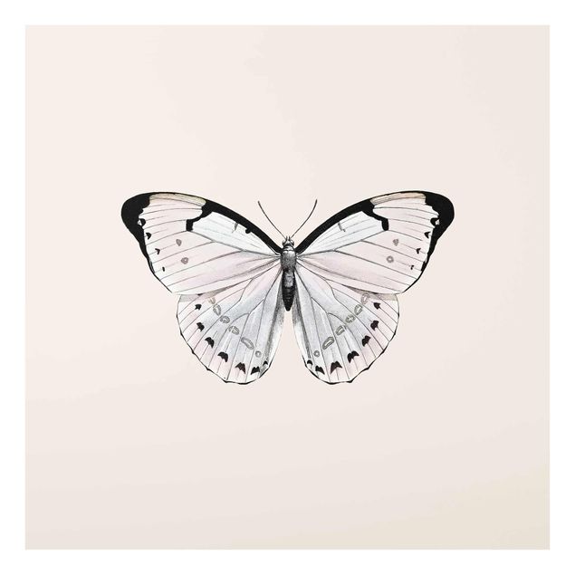 Cuadros animales Butterfly On Beige