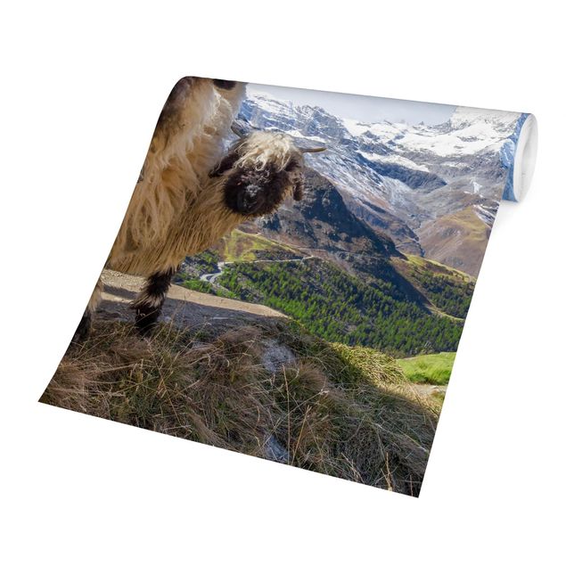 Papel pintado paisajes naturales Blacknose Sheep Of Zermatt