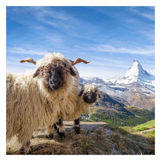 Papel pintado tonos azules Blacknose Sheep Of Zermatt