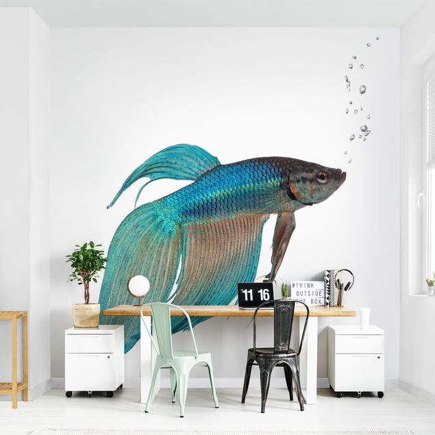 Papel pintado de peces Siamese Fighting Fish II