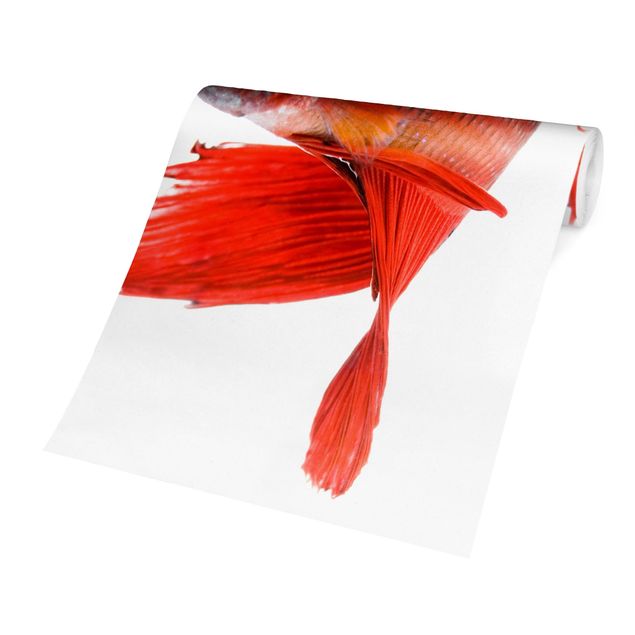 Papel pintado Siamese Fighting Fish