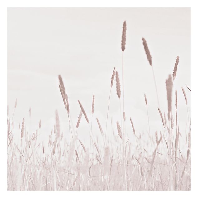 Cuadros de Monika Strigel Summerly Reed Grass