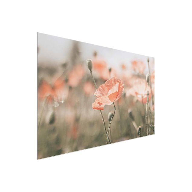 Cuadros de cristal flores Sun-Kissed Poppy Fields