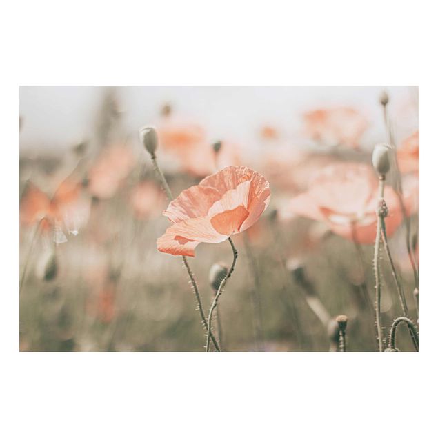 Cuadros plantas Sun-Kissed Poppy Fields